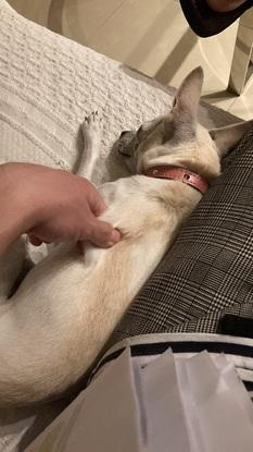 Cuidando a Mia (perrita de mi prima)