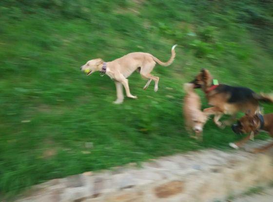 La Sila, una galgueta. Jugant al pipican.