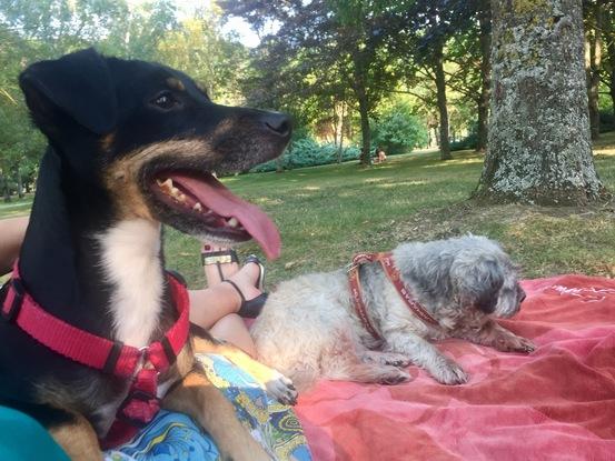 De picnic! Cuidando a Joker.