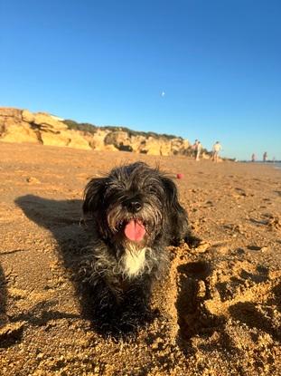 Sira jugando en la playa🫶🏻