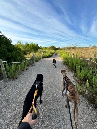 Milo, Vader y Drac