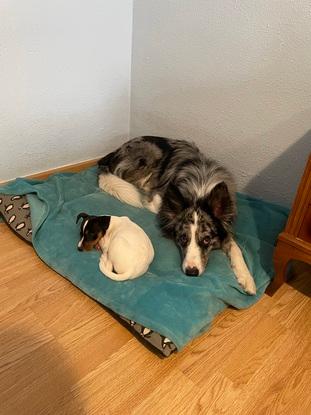 Monet compartiendo su cama con un cachorro amigo