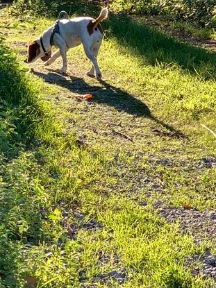 Chimba y el sol