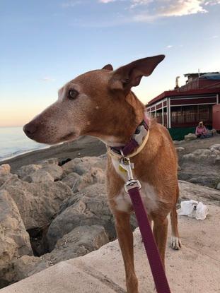 África en el paseo marítimo! 🐶