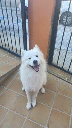 Cocó, mi compañero de rutas matutinas en el pueblo.