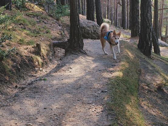 Paseo en plena montaña de Sant julia de loria 