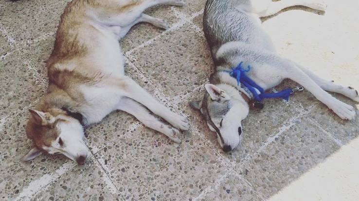 Siestas y descanso despues de una buen paseo!! 