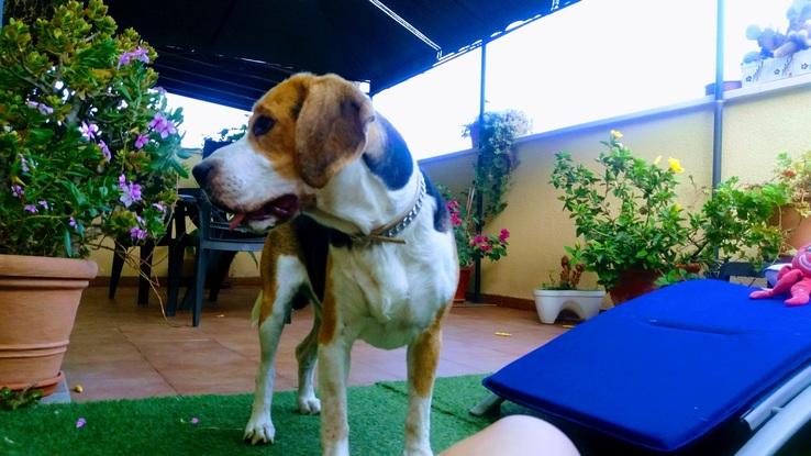 Toby en la terraza...
