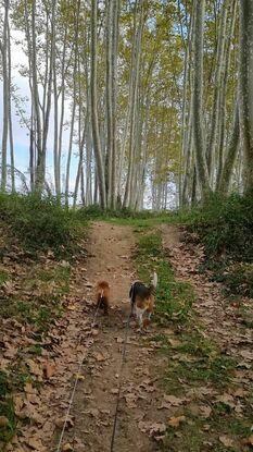 Passejant en Tobby