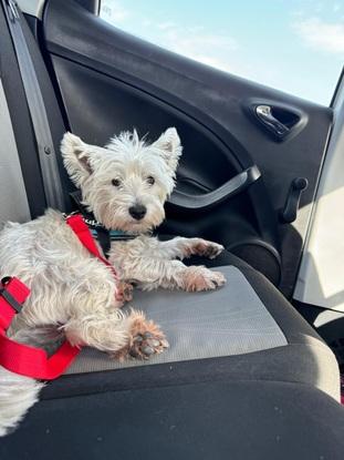 De paseo en coche