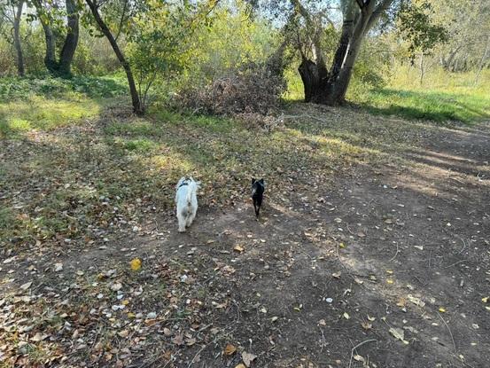 Paseo con amiguitos