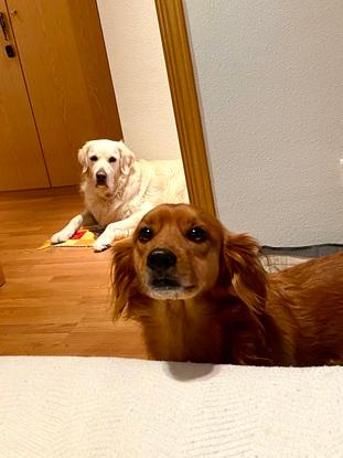 Rufus y Nico