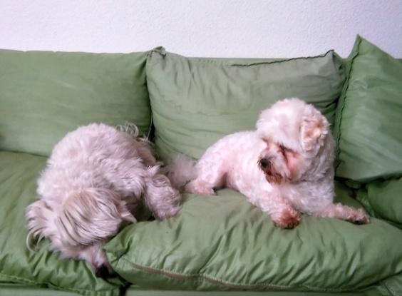 Otto y Arturo...