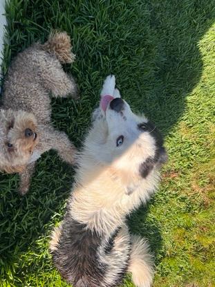 Roko y Orus