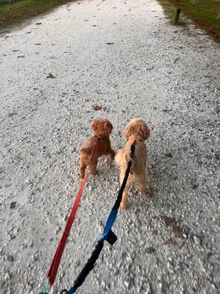 Oddy y onha