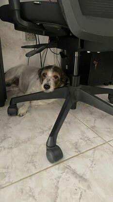 Bambi, la perrita de mi madre que cuidaba