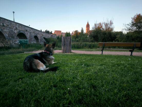 Ova en el puente romano