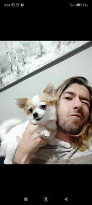 Perro de mis tios (si antes tenía el pelo largo)