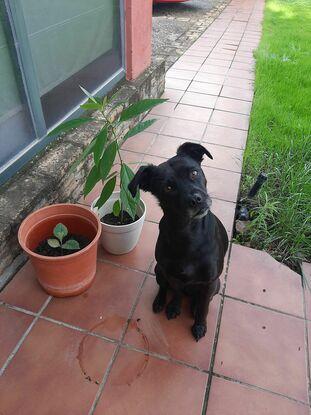 Chipi en el jardín