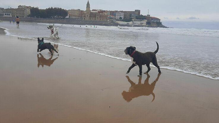 Jugando en San Lorenzo  kimba trufa y enzo