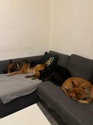 Siestas compartidas en casa