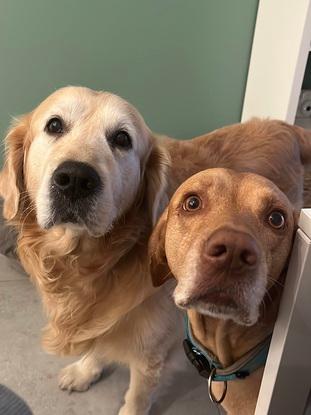 SIMBA & SUMMER