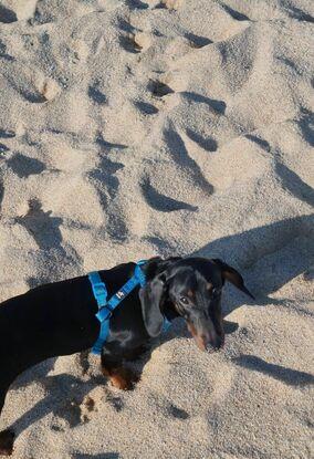 Mi lucy de paseo por la playa