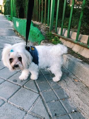 Mi perrito Miko. Ya no está con nosotros pero ha vivido 16 preciosos años