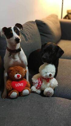 Tom y Nero