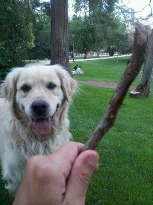 Rufo, el perro de mi chico
