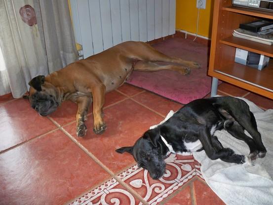 Cuidamos a "Perro" durante  una semana. Qué calor  hacía!!!!!!