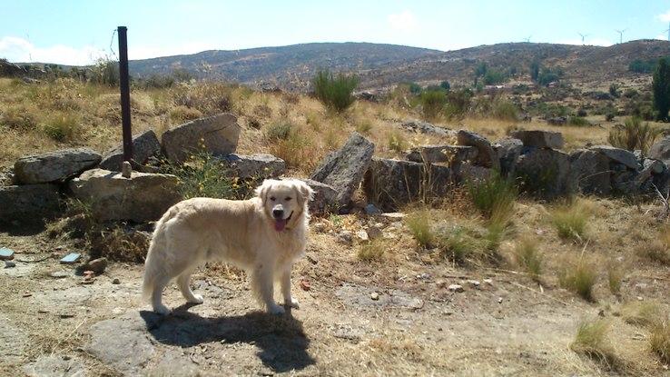 Rufo feliz en el pueblo
