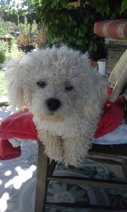 Este es Bombi, un dulcisimo bichon que nos alegra la vida. Está en su silla en el porche de la casa. 