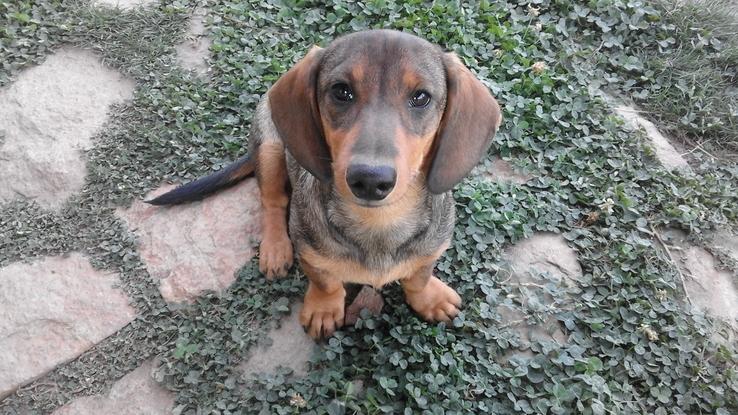 Esta es Nana, una perrita de unos amigos que se queda con nosotros de vez en cuando. 