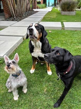 Benji, Parko y Donna