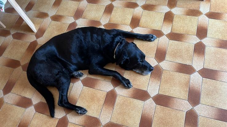 Atena, una gran a amiga que nos visita a menudo. (Es parecida a Melba pero no son la misma!)