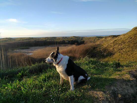 Tico al sol