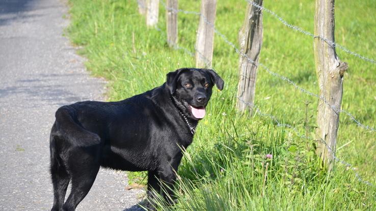 Baco un labrador feliz !!