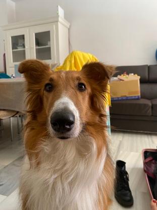 Nala haciendo caritas para jugar con su pelota