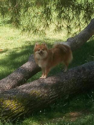 Odei en el parque del Oeste