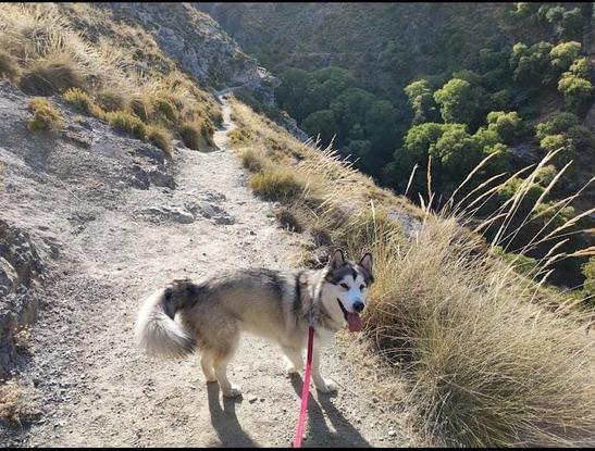 Mia feliz con su paseo.