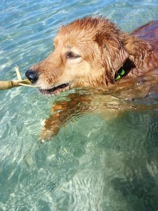 Xouba en la playa de los perros