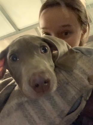 Pequeño Dino, un Weimaraner de 3,5 meses, fue mi compañero en muchos fines de semana. Solía pasar las tardes con él mientras su mamá trabajaba. Ahora ya no viven en España y los echo mucho de menos.