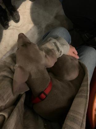 Dino 3,5 meses - Weimaraner
