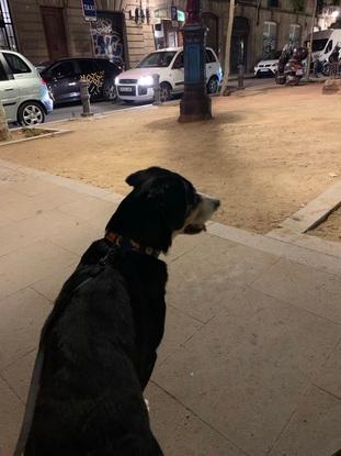 Larsen, de 11 años, es un perro de la raza Zinenhund, el cual es el perro de mi amiga. A menudo salimos a pasear y jugamos juntos.