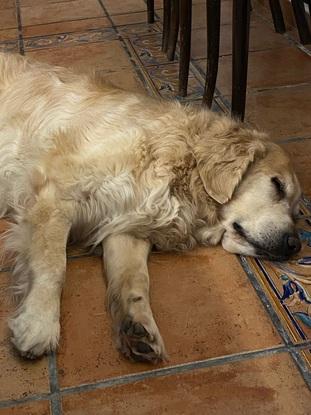 Baxter el dormilón