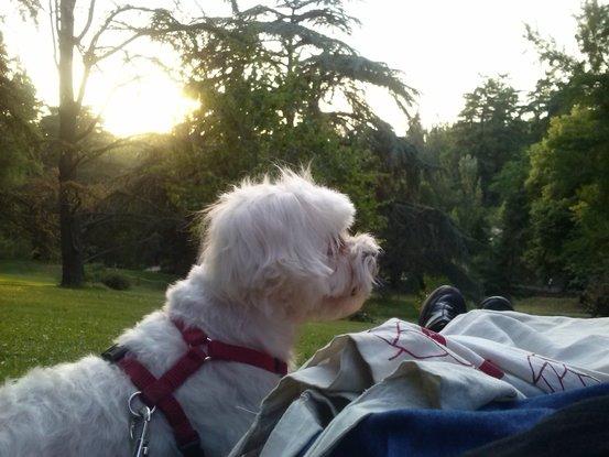 Atardecer con Copo en el Parque del Oeste