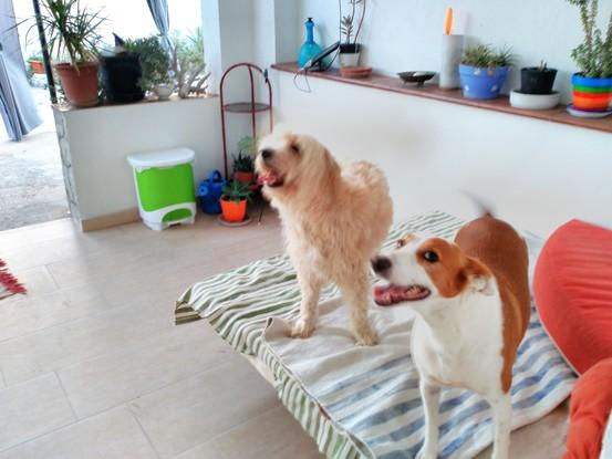 Curro y Yara, mis perros, en cama del porche