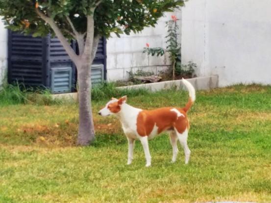 Yara en jardín