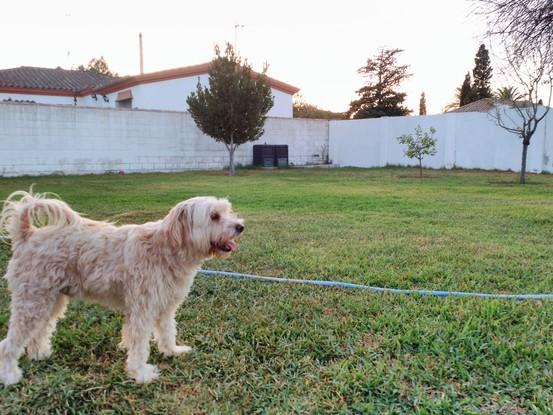 Curro en jardín